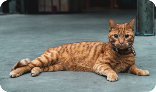 cat
