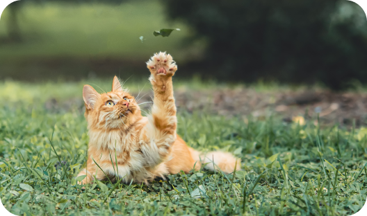 cat